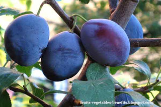 benefits_of_eating_plums_fruits-vegetables-benefits.blogspot.com(benefits_of_eating_plums_10)