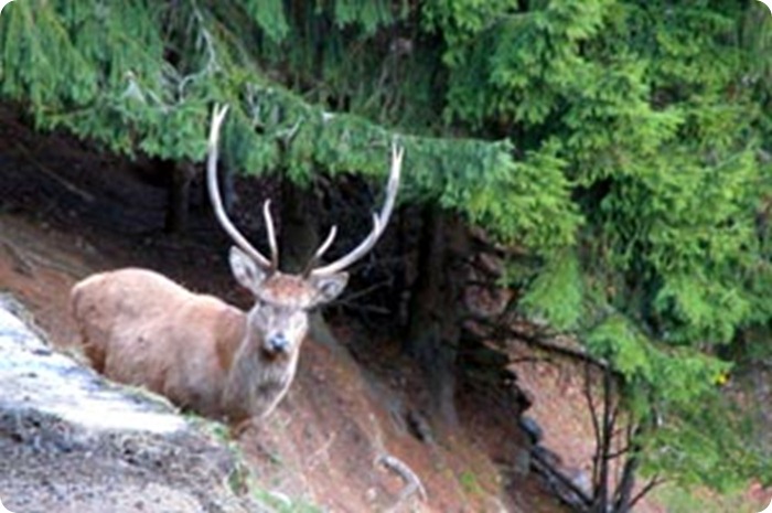 stelvio_cervo