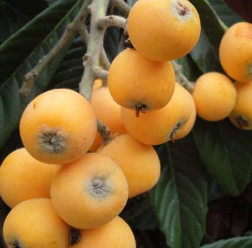 jual bibit leci kuning tanaman buah biwa kondisi cepat berbunga genjah Palopo