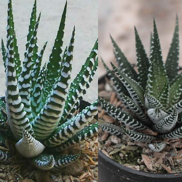 Cara Membedakan Haworthia fasciata dengan Haworthia attenuata