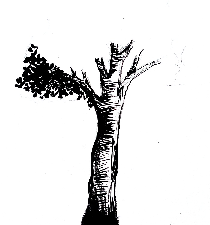 Cara menggambar pohon MUDAH  SIMPEL MAYAGAMI