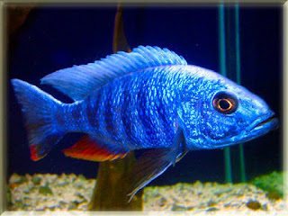 Electric Blue Hap Fish Pictures