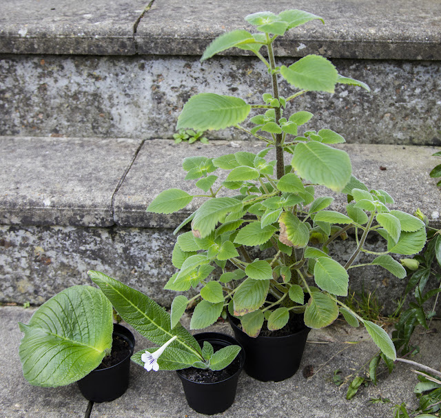 Three Streptocarpus species grown from seed.  Hayes, 17 October 2015.