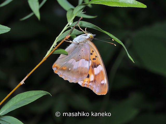 コムラサキ♀