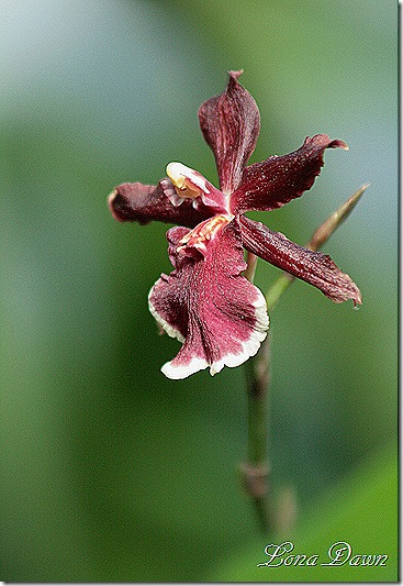 FPC_Orchid_Rust_Beauty