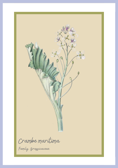 Botanical Prints {Free Printables}