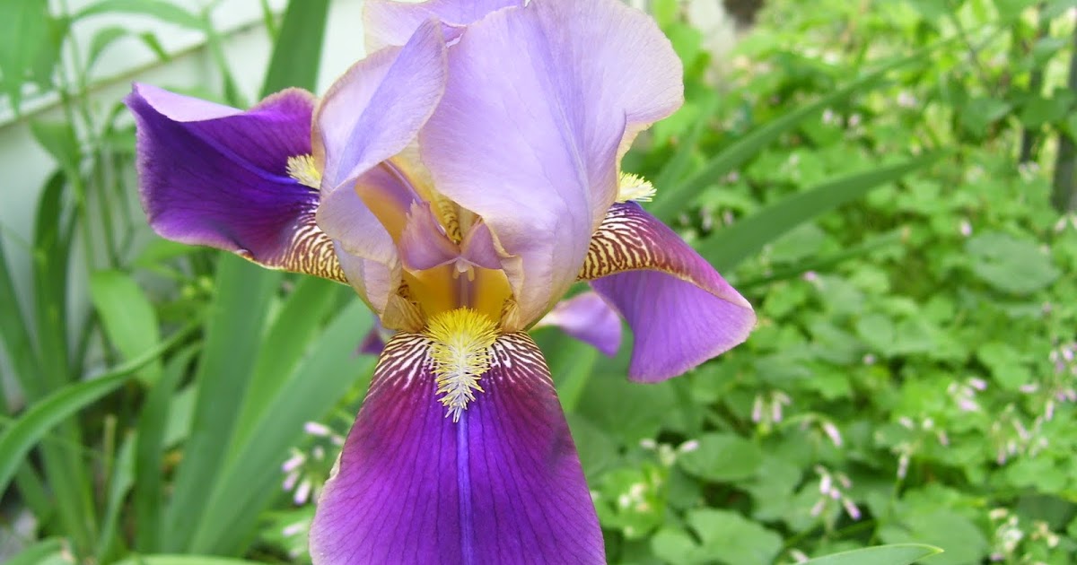 PeridotsGardenBlog: Purple Irises are Blooming!