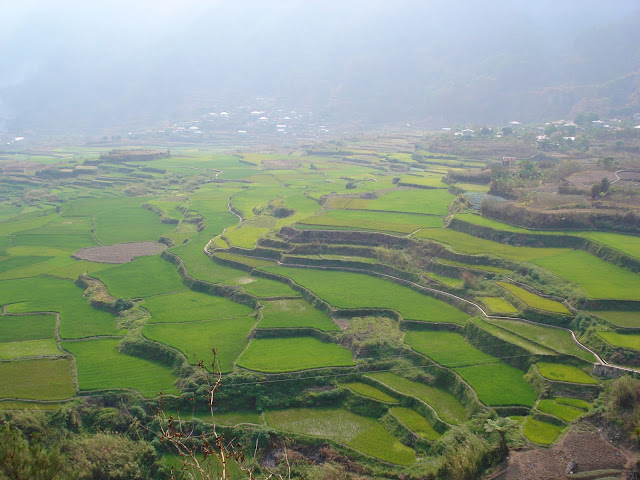 Sagada Rice Terraces