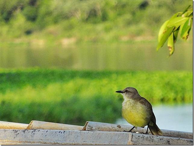 Pantanal_DSC08541
