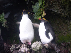 sphenisciformes pinguino de frente amarilla Eudyptes chrysolophus