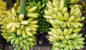 Bibit Pisang  Unggul Purworejo Pisang  Emas  Buah yang Kaya 