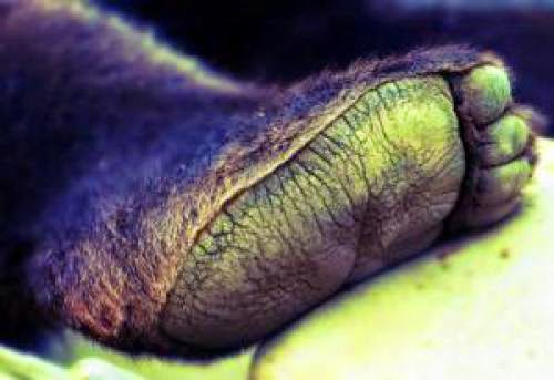 Forbidden Bigfoot Sasquatch Strangeness