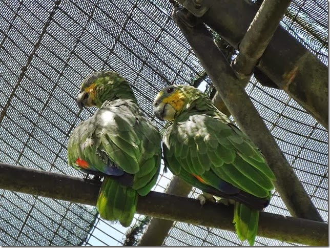 Cayenne_Zoo_DSC08168