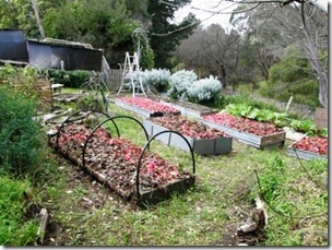 perennial garden
