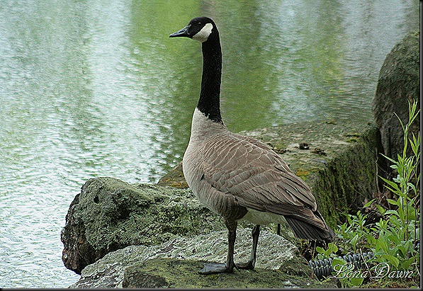 DA_JapaneseGardenLake_Goose