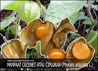 16 Manfaat Cecenet Atau Ciplukan (Physalis Angulata L.)