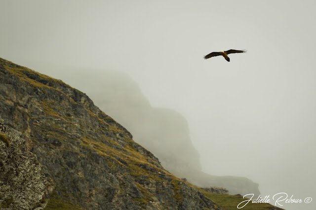 Gypaète barbu dans le parc national de la Vanoise