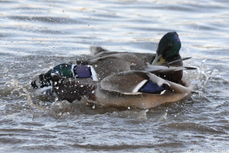 2013-05-03 Ruislip Lido 003