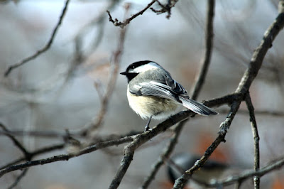 puffed up chickadee