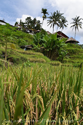 Tegalalang rice terrace 梯田