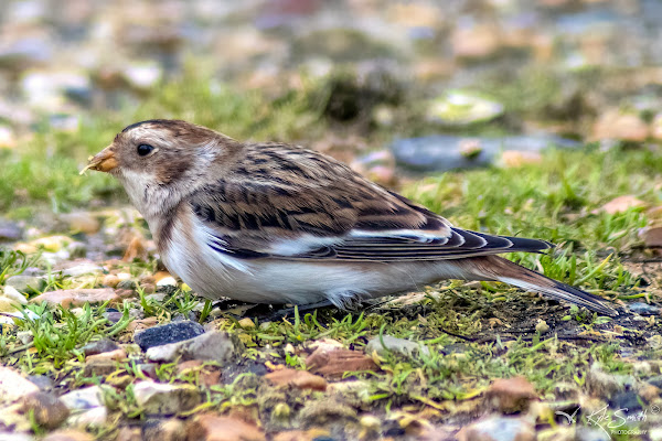 Snow bunting