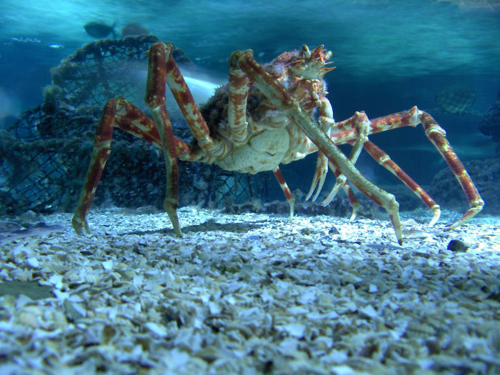 Fashion Model Japanese Spider Crab