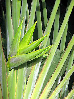 interlocking green plants in Hawaii (c)David Ocker