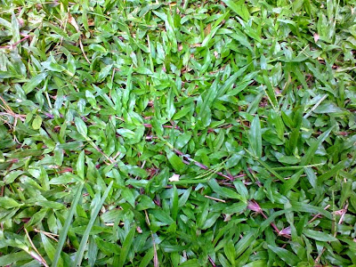 RUMPUT SEPAK BOLA, BERMUDA GRASS, GRASS SEED, BENIH RUMPUT LAPANGAN SEPAK BOLA, RUMPUT GAJAH BIASA