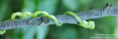 Pumpkin vine feeler (crawler or creeper) climbing an apricot branch