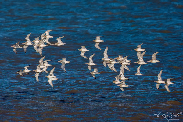 Bar-tailed godwit