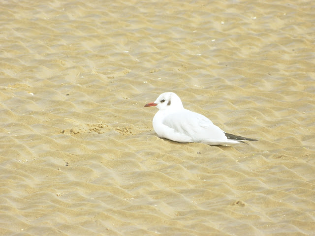 Adorable Seagull