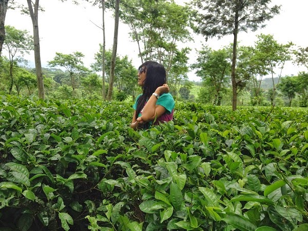 Agro Wisata Kebun Teh Wonosari Malang Jawa Timur