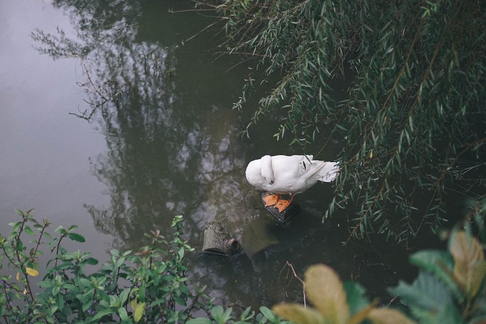 生態池（Ecology Pond）