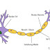 Sistem Saraf Pada Manusia (Artikel Lengkap)