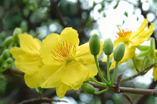 Mai vàng ngày tết