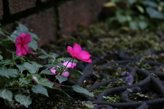 Volunteer impatiens coming up through the filigree mat.