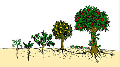 fruit tree functions diagram