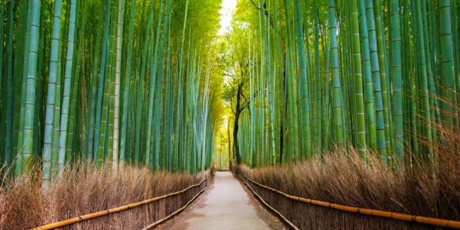 Terowongan bambu Hutan Sagano