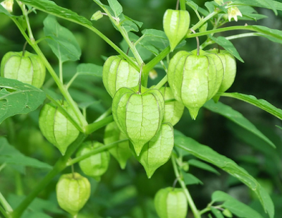 Mengungkap Khasiat Buah Ciplukan (Cecendet)