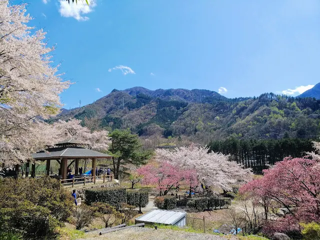 御坂路さくら公園　桜