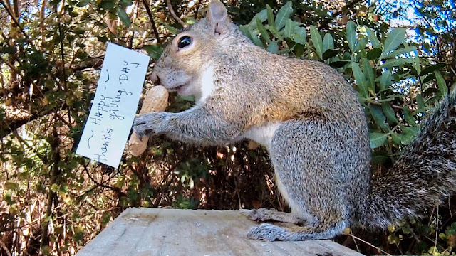 Squirrels Trash Thanksgiving Dinner Party