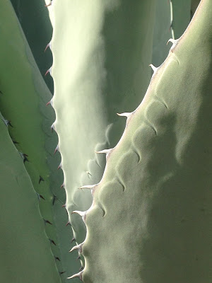 The Agave as Crocodile - by Maja Trochimczyk