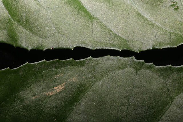 Ardisia filiformis Walker,