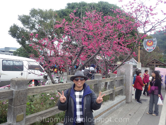 Taichung cherry blossoms