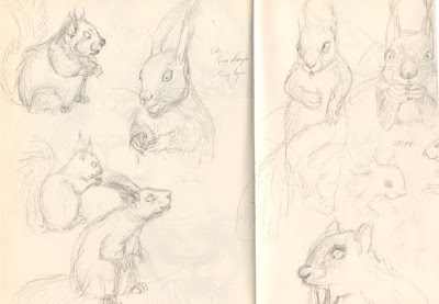 'character design' squirrel illustration jeunesse children écureuil