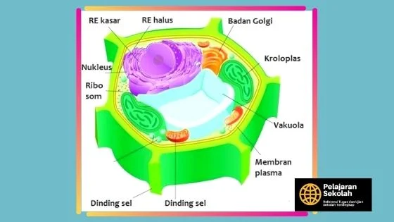 Gambar Struktur Organel Sel Tumbuhan Dan Fungsinya