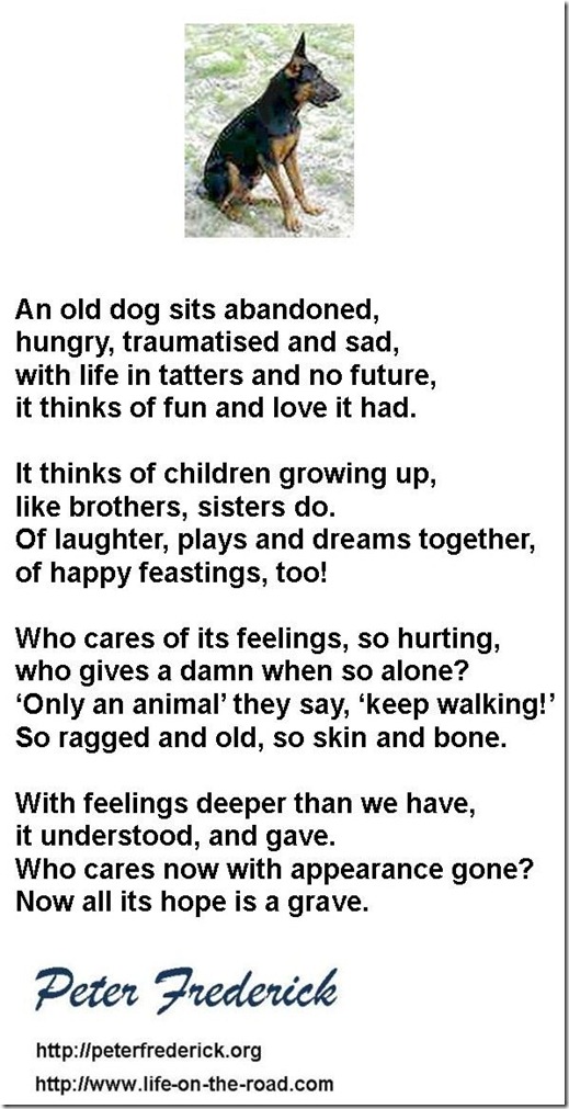 AN ABANDONED DOG B