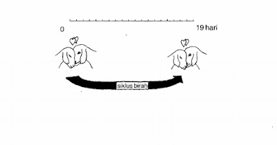 siklus birahi pada domba dan kambing