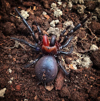 Araña Drácula