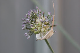 Babington's leek bulbils